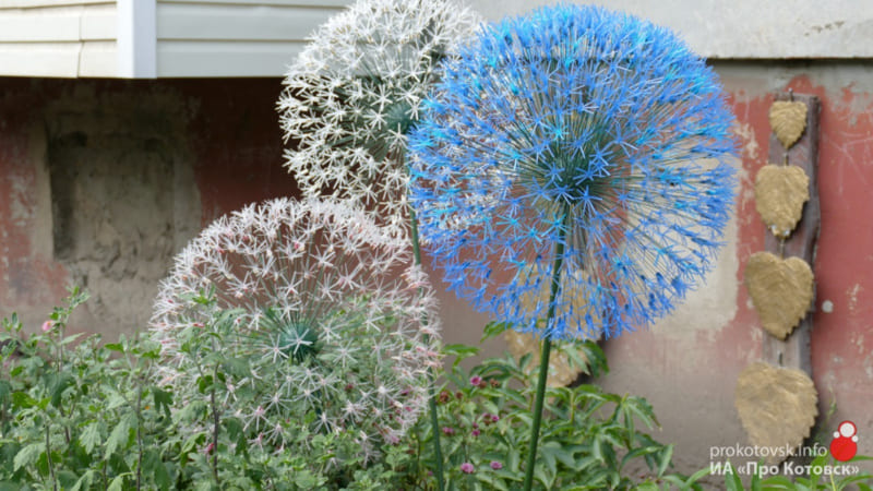 200728flower
