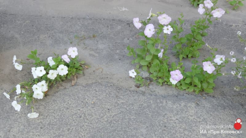 200728flower4