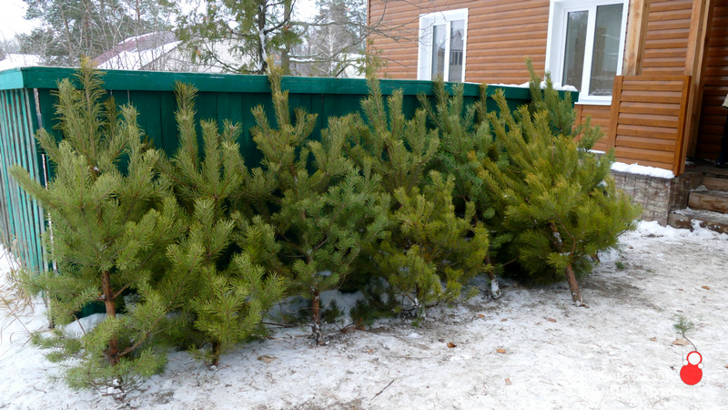 201219fir3