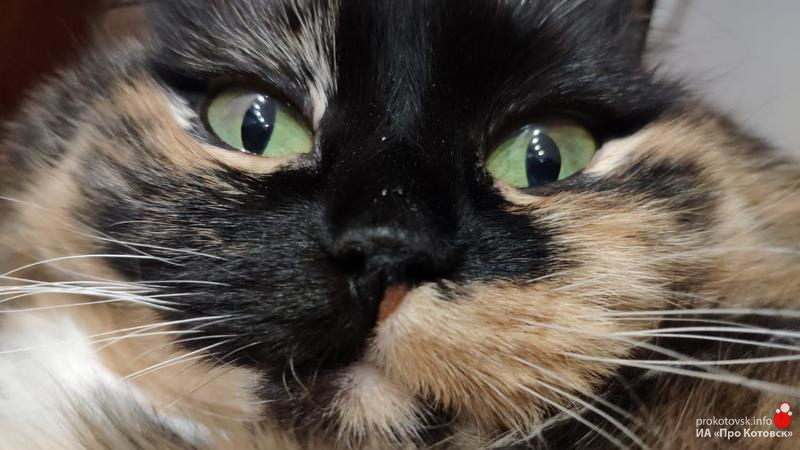10321cats1