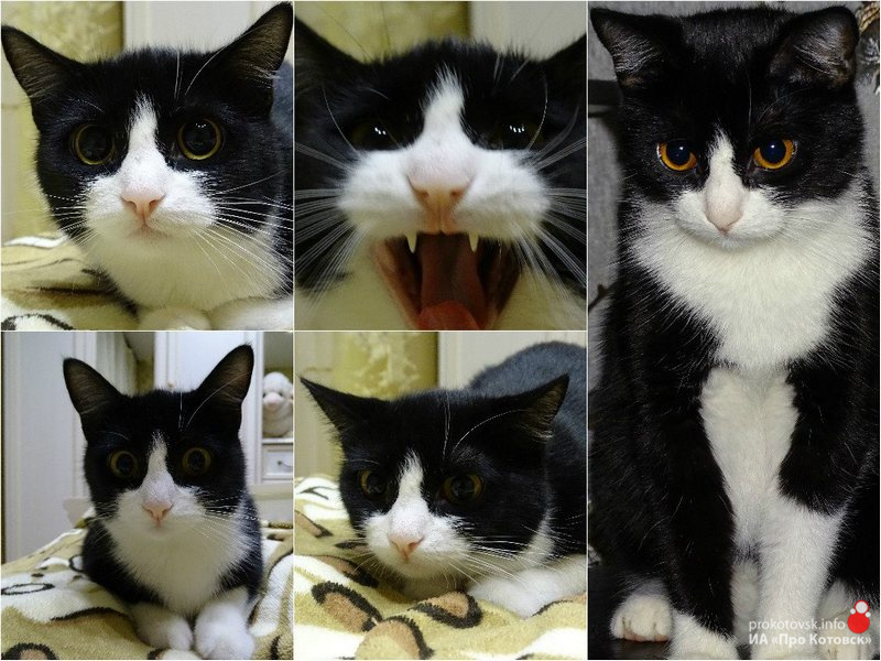 10321cats1