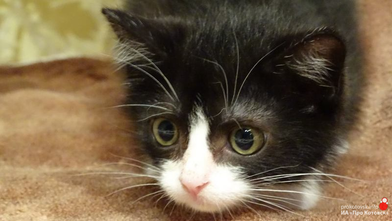 10321cats1