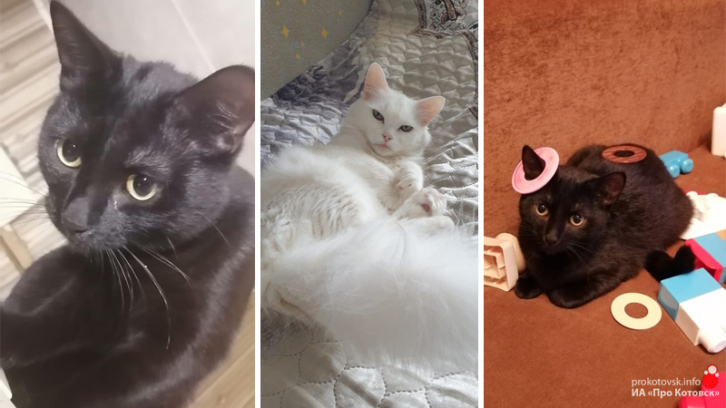 10321cats1