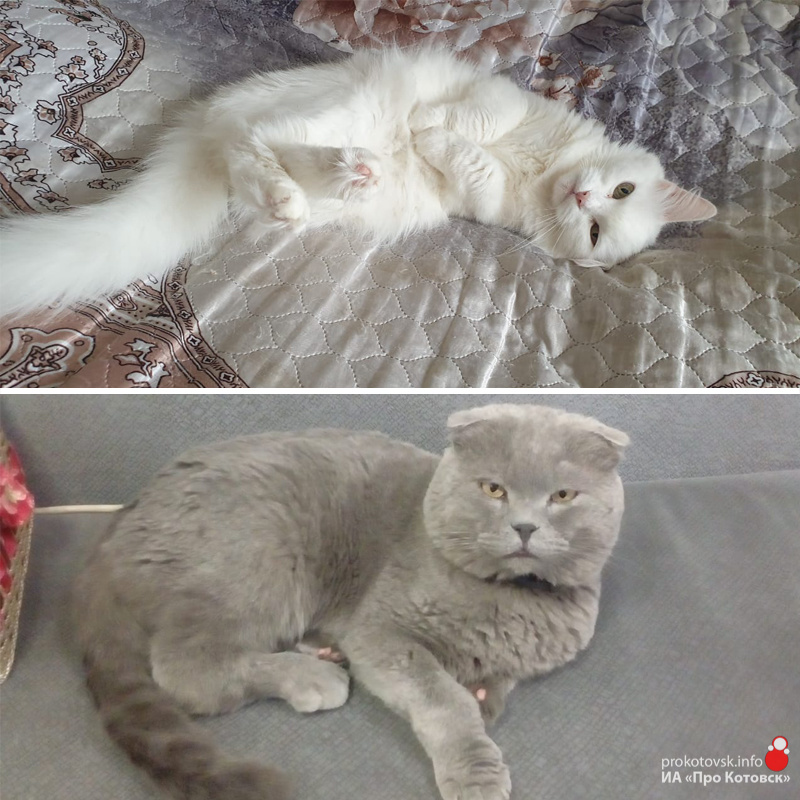 10321cats1